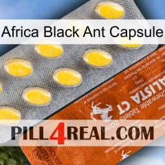 Africa Black Ant Capsule 42